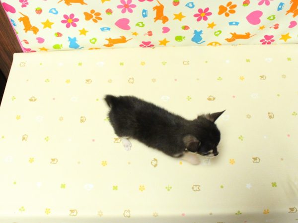 神奈川県のチワワ(ロング) (ペットショッププチマリア 横浜永田台店/2026年7月19日生まれ/男の子/ブラックタン)の子犬の3枚目の画像
