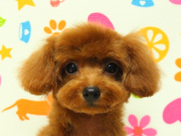トイプードル