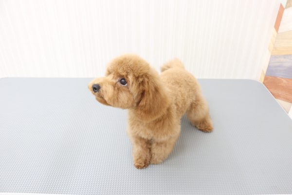 三重県のトイプードル(トイ) (ペットショッププチマリア イオンタウン伊勢ララパーク店/2026年6月16日生まれ/女の子/オレンジフォーン)の子犬の4枚目の画像