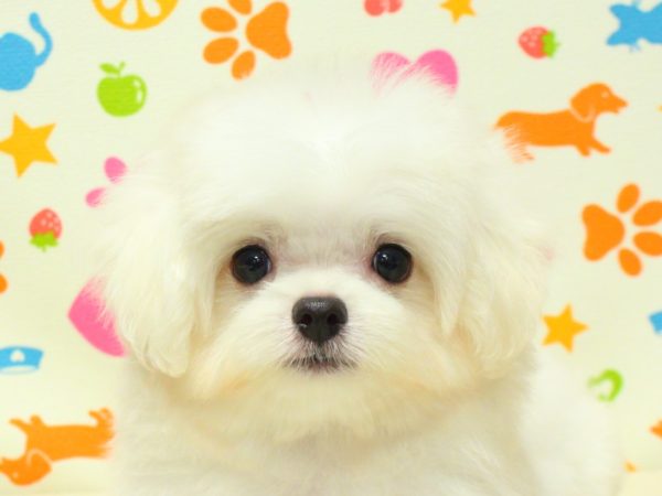 神奈川県のチワマル/マルチワ(チワワ×マルチーズ) (ペットショッププチマリア 横浜永田台店/2026年6月13日生まれ/男の子/ホワイト)の子犬の1枚目の画像
