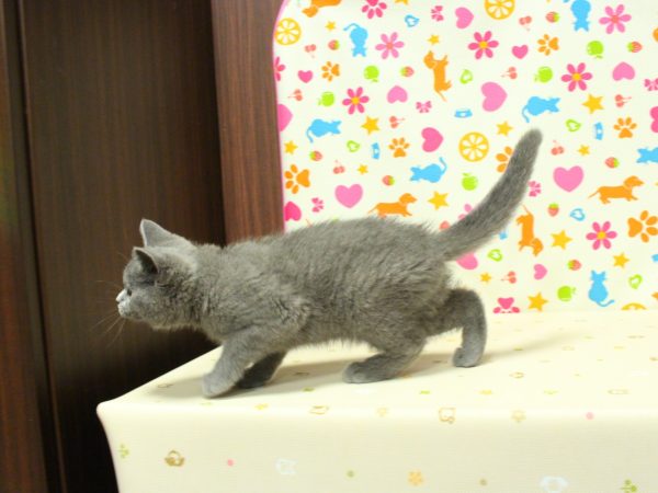 神奈川県のブリティッシュショートヘアー (ペットショッププチマリア 横浜永田台店/2026年7月11日生まれ/女の子/ブルー)の子猫の2枚目の画像