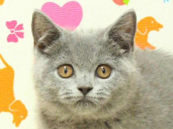 ブリティッシュ