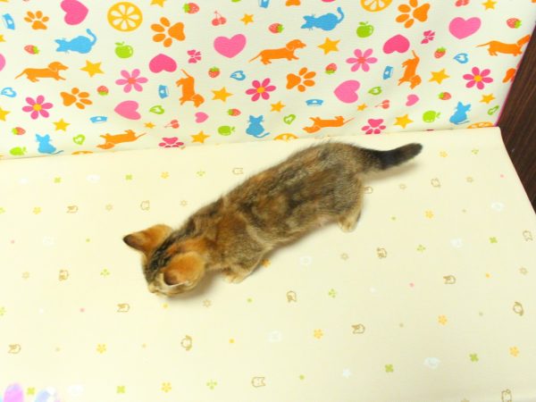 神奈川県のミヌエット (ペットショッププチマリア 横浜永田台店/2026年7月6日生まれ/女の子/ブラウンパッチドタビー)の子猫の3枚目の画像