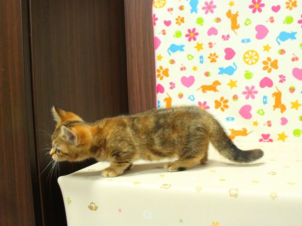 神奈川県のミヌエット (ペットショッププチマリア 横浜永田台店/2026年7月6日生まれ/女の子/ブラウンパッチドタビー)の子猫の4枚目の画像