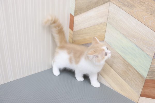 三重県のラガマフィン (ペットショッププチマリア イオンタウン伊勢ララパーク店/2026年7月8日生まれ/男の子/クリームタビーホワイト)の子猫の3枚目の画像