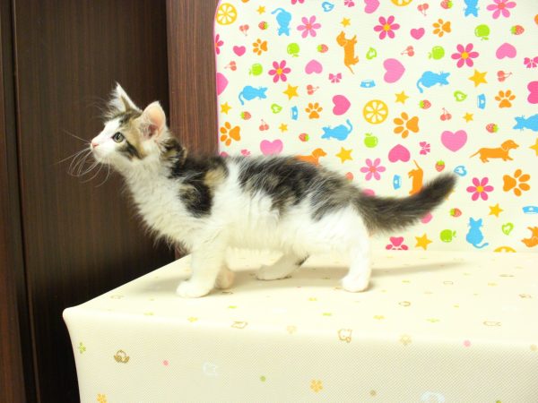 神奈川県のメインクーン (ペットショッププチマリア 横浜永田台店/2026年7月6日生まれ/男の子/ブラックタビーホワイト)の子猫の2枚目の画像