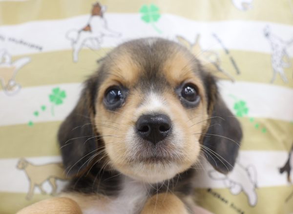 ミックス（ハーフ犬）