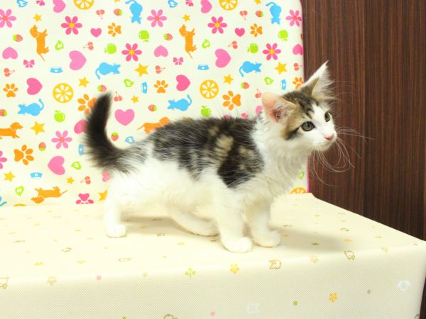 神奈川県のメインクーン (ペットショッププチマリア 横浜永田台店/2026年7月6日生まれ/男の子/ブラックタビーホワイト)の子猫の4枚目の画像