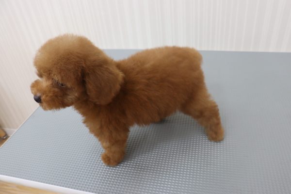 三重県のトイプードル(トイ) (ペットショッププチマリア イオンタウン伊勢ララパーク店/2026年7月18日生まれ/男の子/レッド)の子犬の3枚目の画像