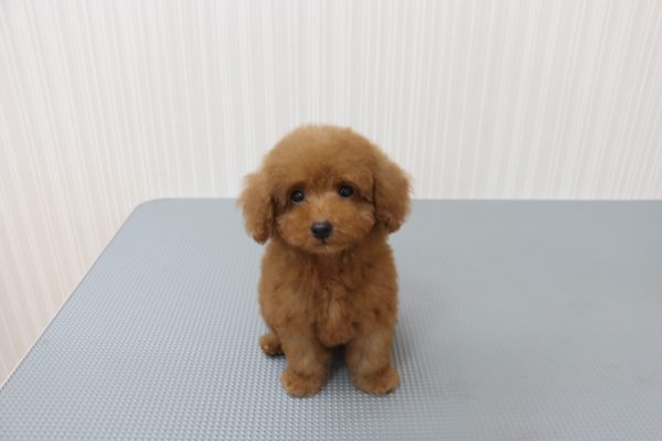 三重県のトイプードル(トイ) (ペットショッププチマリア イオンタウン伊勢ララパーク店/2026年7月18日生まれ/男の子/レッド)の子犬の2枚目の画像