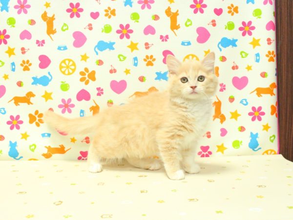 神奈川県のサイベリアン (ペットショッププチマリア 横浜永田台店/2026年7月7日生まれ/女の子/クリームタビーホワイト)の子猫の4枚目の画像