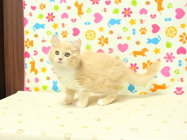 神奈川県のサイベリアン (ペットショッププチマリア 横浜永田台店/2026年7月7日生まれ/女の子/クリームタビーホワイト)の子猫の2枚目の画像
