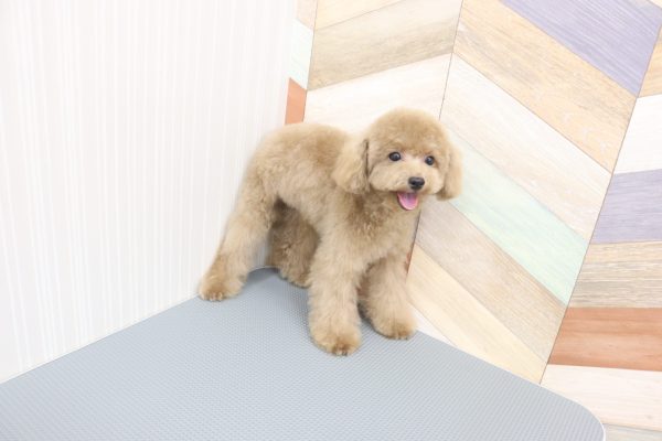 三重県のトイプードル(トイ) (ペットショッププチマリア イオンタウン伊勢ララパーク店/2026年6月16日生まれ/女の子/オレンジフォーン)の子犬の4枚目の画像