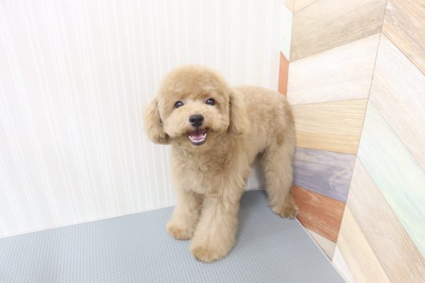 三重県のトイプードル(トイ) (ペットショッププチマリア イオンタウン伊勢ララパーク店/2026年6月16日生まれ/女の子/オレンジフォーン)の子犬の3枚目の画像