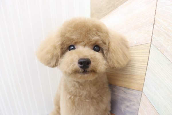 三重県のトイプードル(トイ) (ペットショッププチマリア イオンタウン伊勢ララパーク店/2026年6月16日生まれ/女の子/オレンジフォーン)の子犬の1枚目の画像