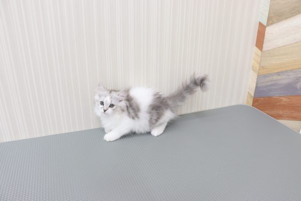 三重県のミヌエット (ペットショッププチマリア イオンタウン伊勢ララパーク店/2026年7月23日生まれ/女の子/シルバータビーホワイト)の子猫の4枚目の画像