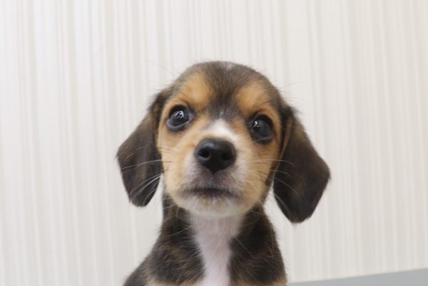 ミックス（ハーフ犬）