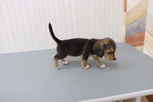 三重県のミックス（ハーフ犬） (ペットショッププチマリア イオンタウン伊勢ララパーク店/2026年7月28日生まれ/女の子/ブラックタン)の子犬の4枚目の画像