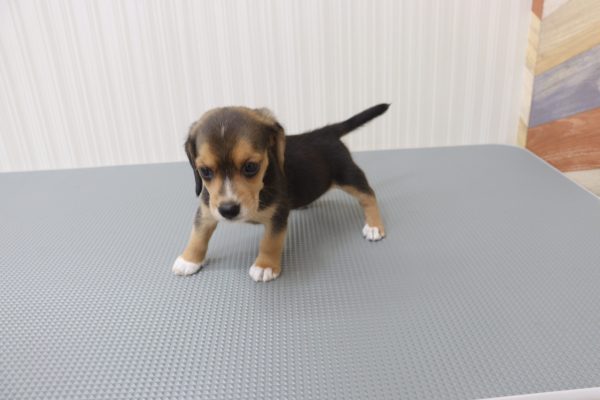 三重県のミックス（ハーフ犬） (ペットショッププチマリア イオンタウン伊勢ララパーク店/2026年7月28日生まれ/女の子/ブラックタン)の子犬の3枚目の画像
