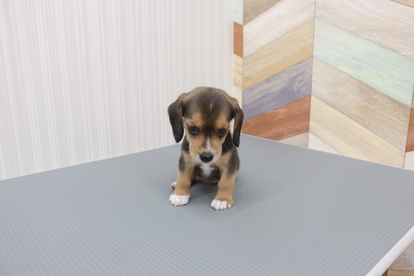 三重県のミックス（ハーフ犬） (ペットショッププチマリア イオンタウン伊勢ララパーク店/2026年7月28日生まれ/女の子/ブラックタン)の子犬の2枚目の画像