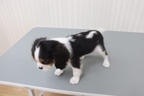 三重県のキャバリアキングチャールズスパニエル (ペットショッププチマリア イオンタウン伊勢ララパーク店/2026年7月29日生まれ/男の子/トライカラー)の子犬の4枚目の画像