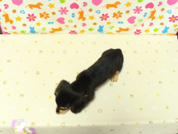 神奈川県のミニチュアダックスフンド(ロング) (ペットショッププチマリア 横浜永田台店/2026年7月27日生まれ/男の子/ブラックタン)の子犬の3枚目の画像