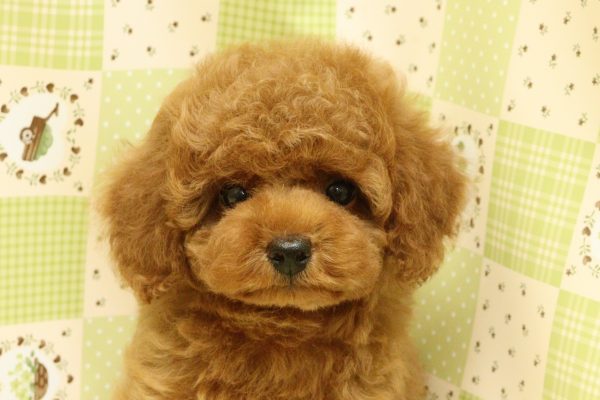埼玉県のトイプードル(トイ) (ペットショッププチマリア 入間武蔵藤沢店/2026年7月20日生まれ/男の子/オレンジフォーン)の子犬の1枚目の画像
