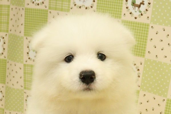 サモエド