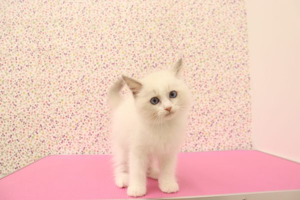 愛知県のラグドール (ペットショッププチマリア イオンタウン弥富店/2026年7月3日生まれ/男の子/ブルーポイントバイカラー)の子猫の3枚目の画像