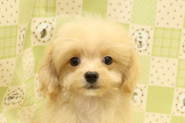 埼玉県のチワプー/プーチー(チワワ×プードル) (ペットショッププチマリア 入間武蔵藤沢店/2026年7月5日生まれ/男の子/アプリコット)の子犬の1枚目の画像