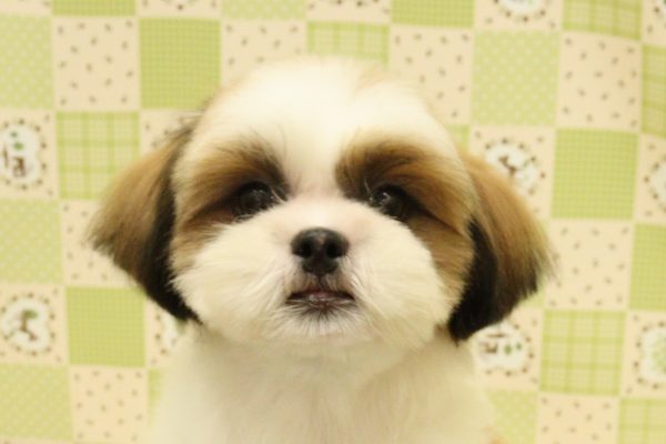 埼玉県のシーズー (ペットショッププチマリア 入間武蔵藤沢店/2026年5月1日生まれ/女の子/ゴールドホワイト)の子犬の1枚目の画像