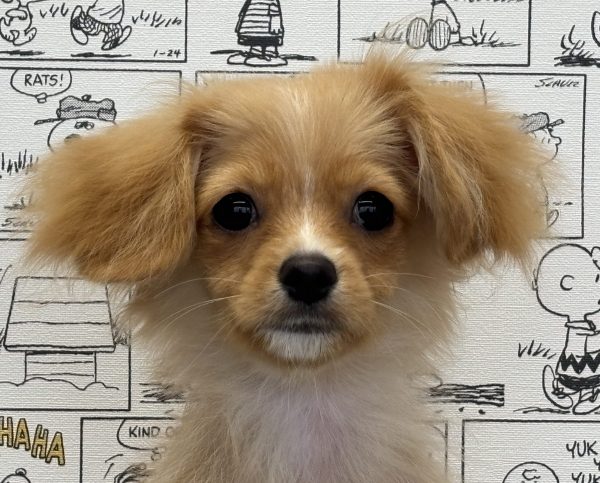 ミックス（ハーフ犬）
