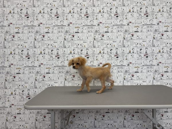三重県のミックス（ハーフ犬） (ペットショッププチマリア　イオンタウン松阪船江店/2026年4月25日生まれ/女の子/クリームホワイト)の子犬の2枚目の画像