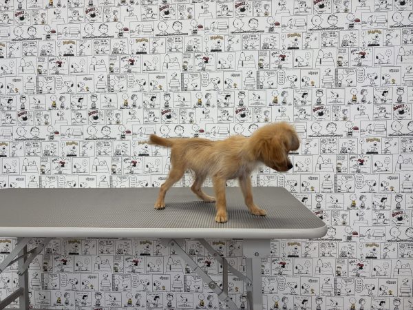 三重県のミックス（ハーフ犬） (ペットショッププチマリア　イオンタウン松阪船江店/2026年4月25日生まれ/女の子/クリームホワイト)の子犬の3枚目の画像