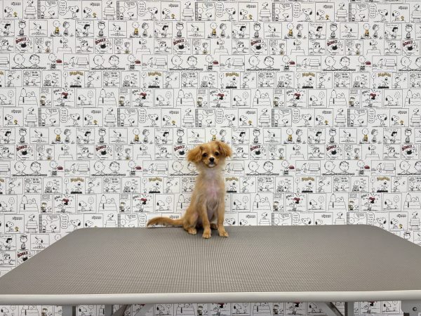 三重県のミックス（ハーフ犬） (ペットショッププチマリア　イオンタウン松阪船江店/2026年4月25日生まれ/女の子/クリームホワイト)の子犬の4枚目の画像