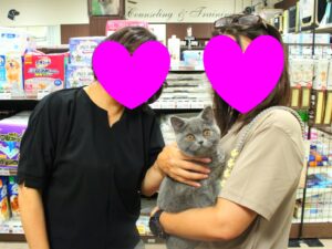 ブリティッシュ・ショートヘアちゃん【横浜永田台店】