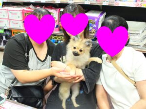 ポメラニアンちゃん【横浜永田台店】