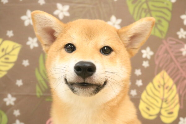 東京都の柴犬(標準サイズ) (ペットショッププチマリア 多摩唐木田店/2026年6月1日生まれ/男の子/赤)の子犬の1枚目の画像
