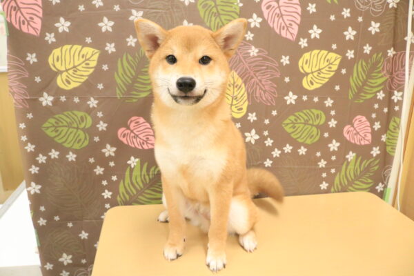 東京都の柴犬(標準サイズ) (ペットショッププチマリア 多摩唐木田店/2026年6月1日生まれ/男の子/赤)の子犬の2枚目の画像