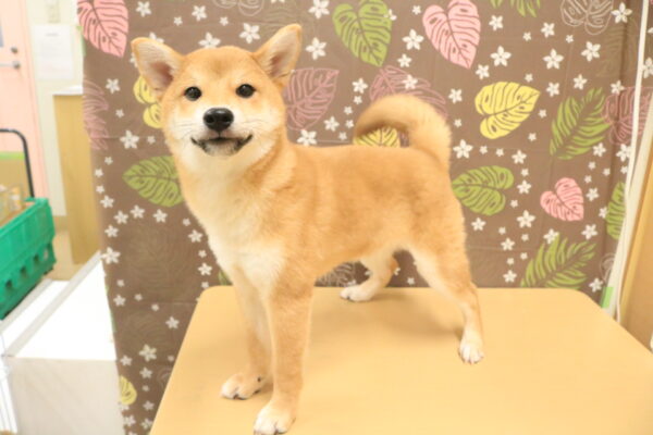 東京都の柴犬(標準サイズ) (ペットショッププチマリア 多摩唐木田店/2026年6月1日生まれ/男の子/赤)の子犬の3枚目の画像