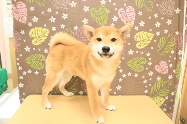 東京都の柴犬(標準サイズ) (ペットショッププチマリア 多摩唐木田店/2026年6月1日生まれ/男の子/赤)の子犬の4枚目の画像
