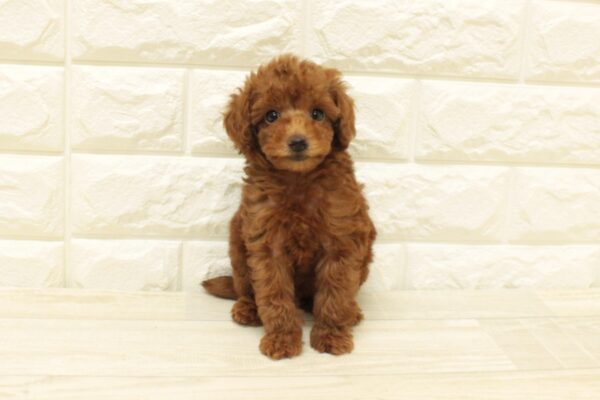 神奈川県のトイプードル(トイ) (ペットショッププチマリア 横浜港北センター南店/2026年8月9日生まれ/女の子/レッドフォーン)の子犬の2枚目の画像
