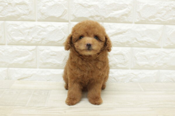 神奈川県のビションプー(ビションフリーゼ×プードル) (ペットショッププチマリア 横浜港北センター南店/2026年8月23日生まれ/女の子/レッド)の子犬の2枚目の画像
