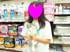 ノルウェージャンフォレストキャットちゃん【横浜永田台店】