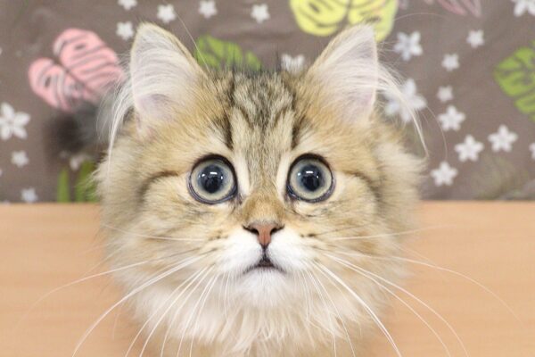 チンチラ