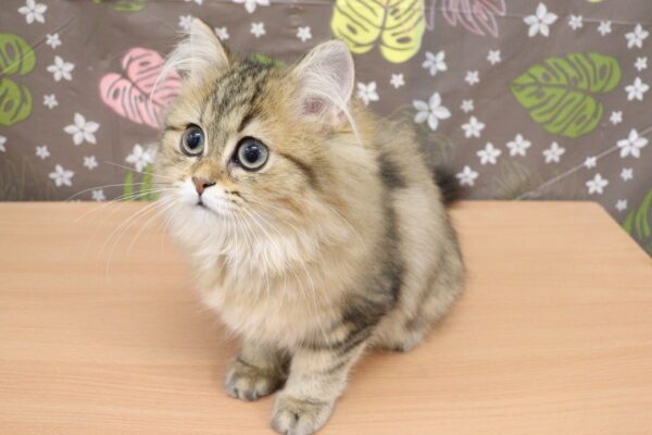 神奈川県のペルシャ (ペットショッププチマリア 相模原店/2026年6月20日生まれ/女の子/チンチラゴールデン)の子猫の3枚目の画像