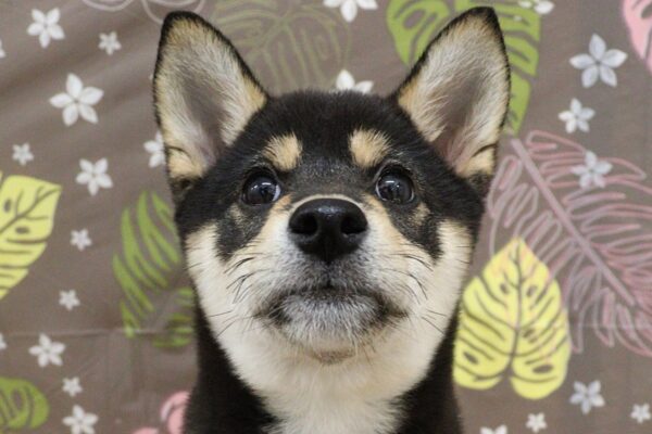神奈川県の柴犬(標準サイズ) (ペットショッププチマリア 相模原店/2026年6月20日生まれ/女の子/黒)の子犬の1枚目の画像