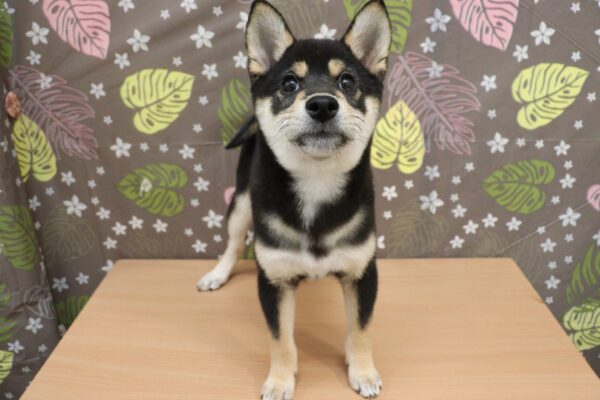 神奈川県の柴犬(標準サイズ) (ペットショッププチマリア 相模原店/2026年6月20日生まれ/女の子/黒)の子犬の2枚目の画像