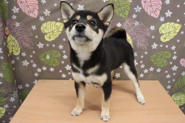 神奈川県の柴犬(標準サイズ) (ペットショッププチマリア 相模原店/2026年6月20日生まれ/女の子/黒)の子犬の3枚目の画像