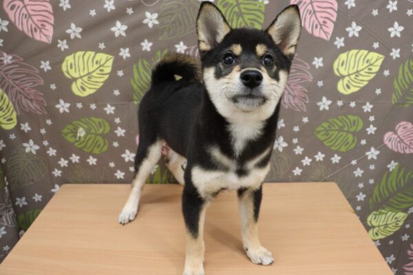 神奈川県の柴犬(標準サイズ) (ペットショッププチマリア 相模原店/2026年6月20日生まれ/女の子/黒)の子犬の4枚目の画像